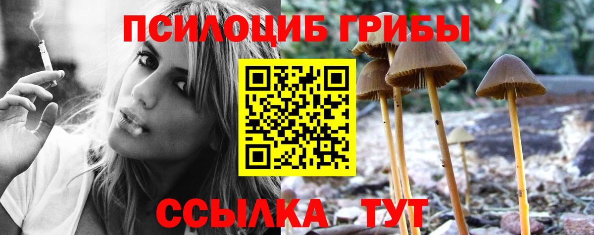 Псилоцибиновые грибы GOLDEN TEACHER Сокол